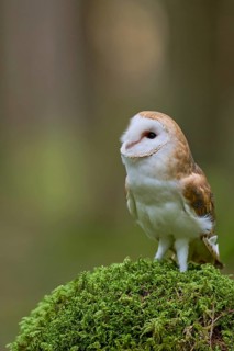 Barn owl (Tyto alba) Bavaria, Germany, Europe