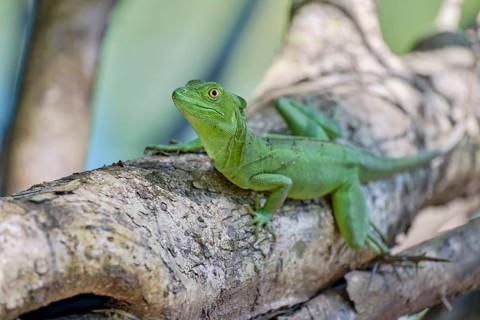 Female frontal lobe basilisk (Basiliscus plumifrons) Costa Rica