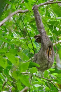 Three-fingered sloth male (Bradypus tridactylus) Costa Rica
