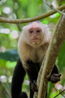 White-shouldered capuchin monkey (Cebus capucinus) Costa Rica