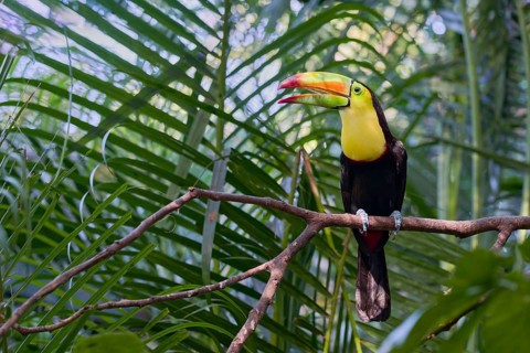 Fishing toucan (Ramphastos sulfuratus) Costa Rica