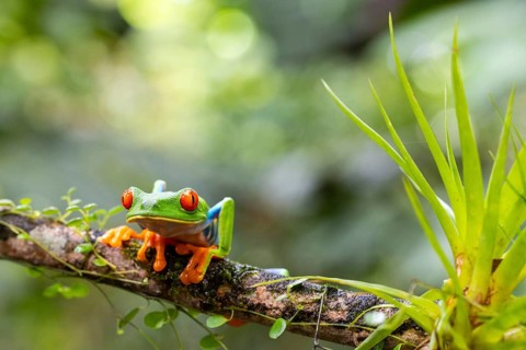 Red-eyed tree frog (Agalychnis callidryas), frogs (Rana), Alajuela, Costa Rica, Central America