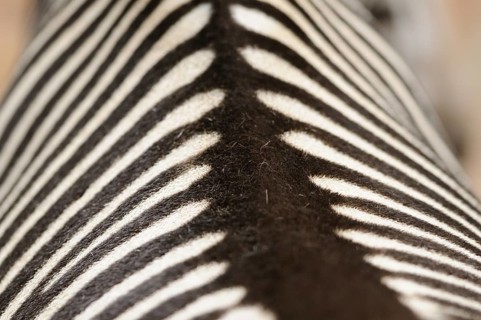 Close-up of the zebra pattern with black and white stripes in abstract style, steppe zebra (Equus
