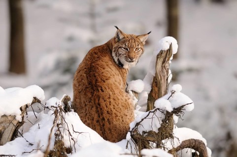 A lynx sits on a snow-covered tree stump and looks back attentively, Carpathian lynx (Lynx lynx