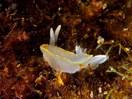 White nudibranch with yellow details, white-yellow doris (Diaphorodoris luteocincta), among