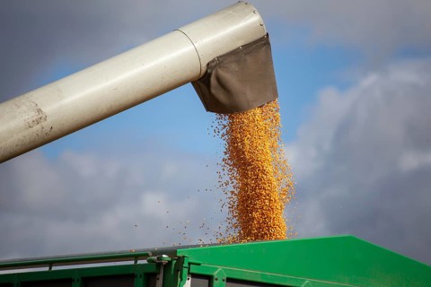 Close-up of agricultural maize harvest