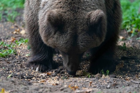 Brown bear, Müritz Bear Park, protection centre for brown bears from zoos, circuses and private