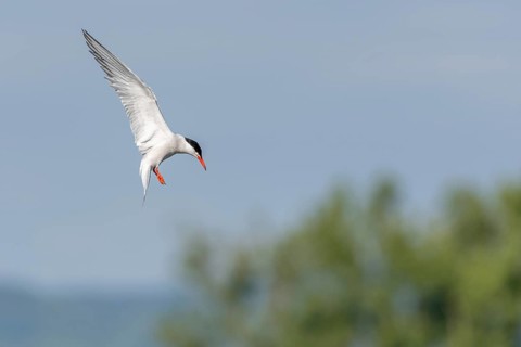 Common tern (Sterna hirundo) hovering over a marsh. Bas Rhin, Alsace, France, Europe