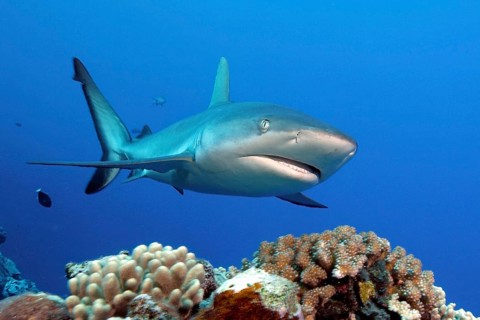 Grey reef shark (Carcharhinus amblyrhynchos) swimming over coral (Sclereactina) Coral block in