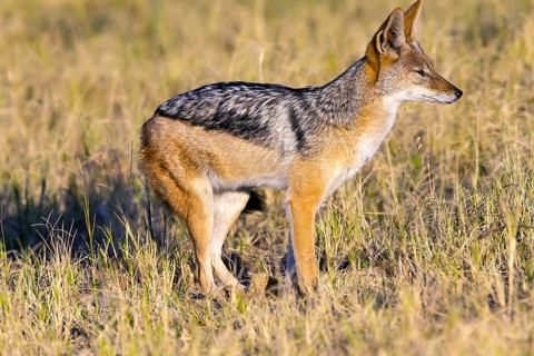 Africa, Botswana, Black-backed Jackal, (Canis mesomelis), Botswana, Botswana, Africa