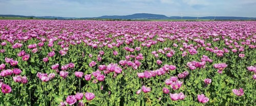 Opium poppy (Papaver somniferum), cultivation of edible poppy, poppy field, Donnersbergkreis,