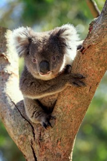 Koala (Phascolarctos cinereus), adult on tree, Kangaroo Island, South Australia, Australia, Oceania