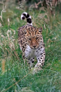 Amur leopard (Panthera pardus orientalis), adult stalking, vigilant