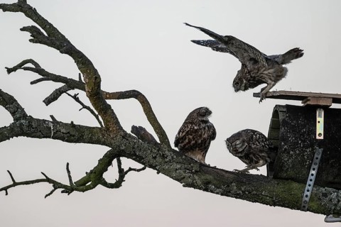 Little owls (Athene noctua), feeding young animals, Emsland, Lower Saxony, Germany, Europe