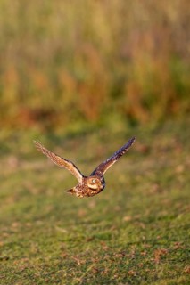 Little owl (Athene noctua), flying, Emsland, Lower Saxony, Germany, Europe