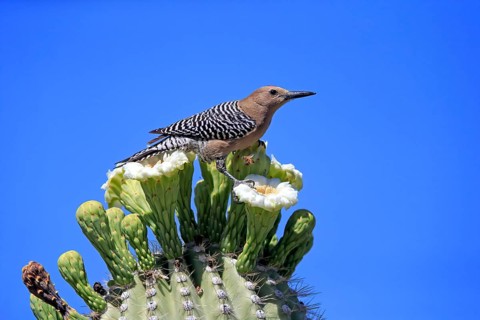 Gila woodpecker (Melanerpes uropygialis), adult, male, on Saguaro cactus flower, foraging, Sonoran
