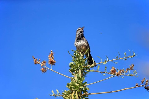 Cactus wren (Campylorhynchus brunneicapillus), adult, on wait, singing, Sonoran Desert, Arizona,