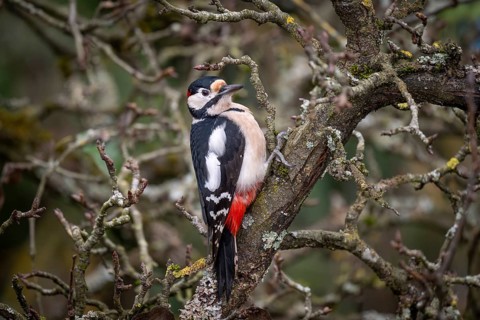 Attentive great spotted woodpecker (Dendrocopos major) on an old pear tree with moss-covered