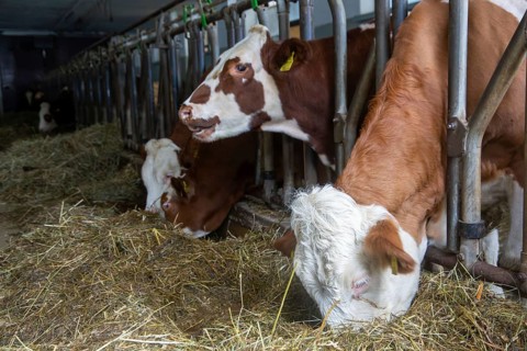 Dairy cows (Simmental Fleckvieh) in a dairy farmer's barn