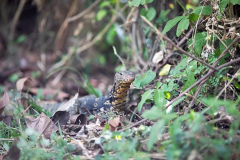 Banded monitor lizard (Varanus salvator), Tissamaharama, Southern Province, Sri Lanka, Asia