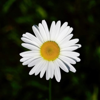 Low-nutrient meadow daisy Low-nutrient meadow daisy (Chrysanthemum leucanthemum), flower against a