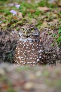 Burrowing owl (Speotyto cunicularia), sitting on the ground and observing the surroundings,