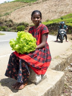 Sri Lankan girl selling lettuce on the street, Nuwara Eliya, Central Province, Sri Lanka, Asia