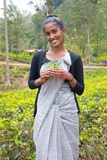 Sri Lankan woman, 22 years old, with tea in hand on a tea plantation, Ramboda, Nuwara Eliya,