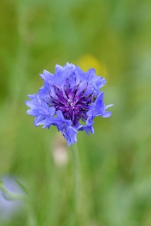 Cornflower (Centaurea cyanus), blue flower at the edge of a field, Wilnsdorf, North