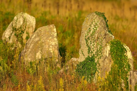 Neolithic menhirs, standing stones in Carnac overgrown with ivy (Hedera helix), Carnac, Quiberon,