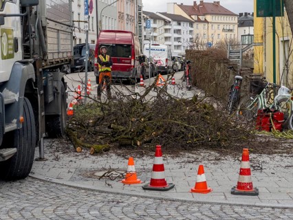 Tree work, Königinstrasse, Munich, Bavaria, Germany, Europe