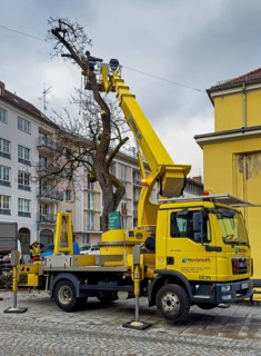 Tree work, Königinstrasse, Munich, Bavaria, Germany, Europe