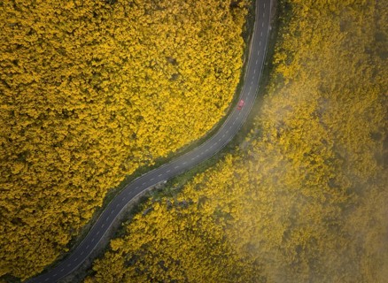 Aerial view of road with red car among yellow Cytisus blooming shrubs near Pico do Arieiro,