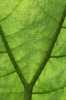 Close-up of a green leaf with visible veins