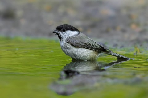 Marsh tit (Poecile palustris, Parus palustris) bathing in shallow water of pond, rivulet