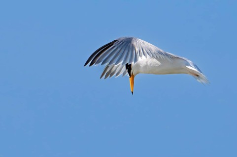 Little tern (Sternula albifrons, Sterna albifrons) in breeding plumage in flight hovering above sea