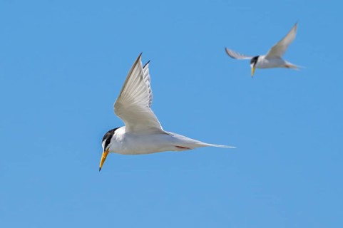 Two little terns (Sternula albifrons, Sterna albifrons) in breeding plumage in flight against blue
