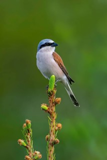 Red-backed shrike (Lanius collurio) adult male perched in pine tree at forest edge in spring