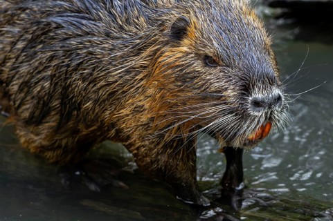 Coypu, nutria (Myocastor coypus) close-up portrait showing large bright orange-yellow incisors,