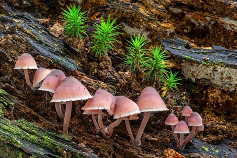 Bleeding fairy helmet, burgundydrop bonnet, bleeding Mycena (Mycena haematopus, Agaricus