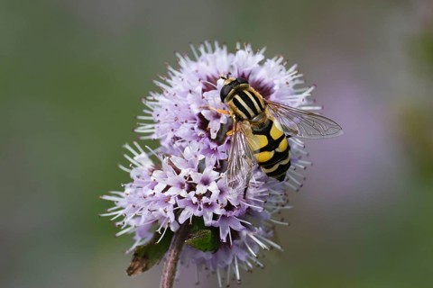 Dangling sunlover (Helophilus pendulus), on a flower of water mint (Mentha aquatica), flowering,