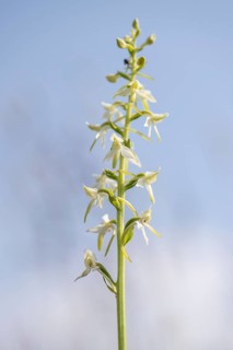 Lesser butterfly-orchid (Platanthera bifolia), Emsland, Lower Saxony, Germany, Europe