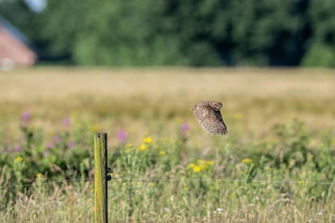 Little owl (Athene noctua), flying, Emsland, Lower Saxony, Germany, Europe