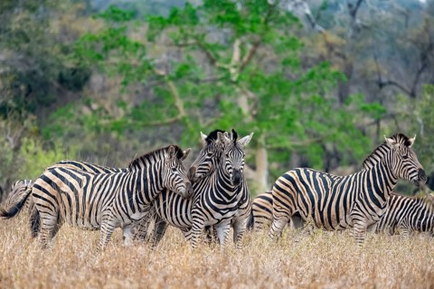 Plains zebras (Equus quagga), cuddling, heads together, in high grass, Kruger National Park, South