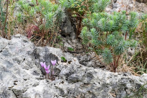 Cyclamen (Cyclamen neapolitanum), Sicily, Italy, Europe