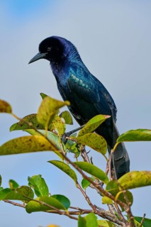 Common Grackle (Quiscalus quiscula), two birds on tree, Wakodahatchee Wetlands, Delray Beach,