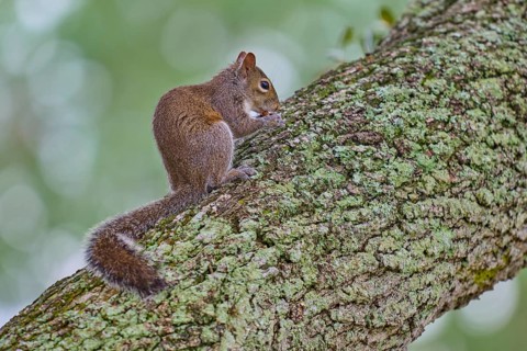 Grey Squirrel (Sciurus carolinensis), climbing on tree, springtime, Florida, USA, North America