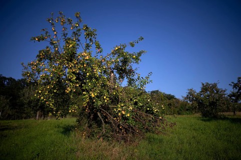 Apple tree, yellow apples, full, meadow orchard, Waiblingen, Baden-Württemberg, Germany, Europe