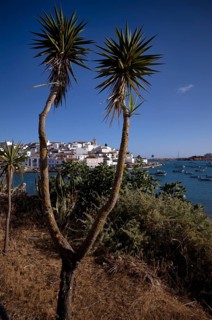 Yucca in front of fishing village Ferragudo, harbour, Algarve, Portugal, Europe