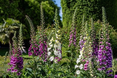 Common foxglove and white foxglove (Digitalis) in a garden, Switzerland, Europe